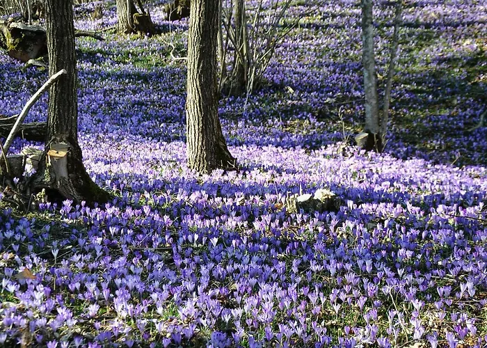 Norma * ボヴェツ